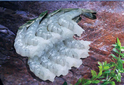 Tôm các loại - Công Ty TNHH MTV Thủy Sản Nam Mỹ